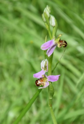 Ophrys abeille1.jpg