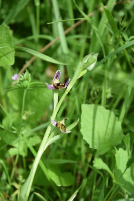 Ophrys abeille2M.jpg