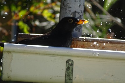 Blackbird having a bath