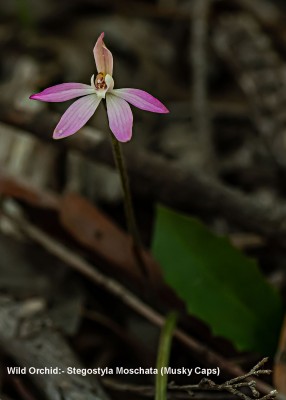 Orchids-6007.jpg