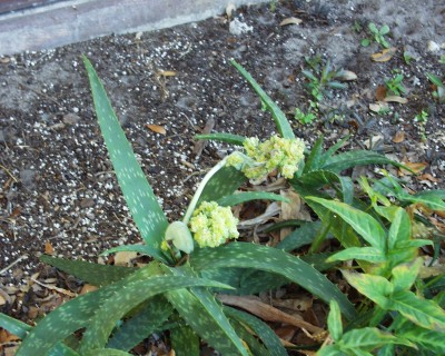 Aloe Vera spike blooms.JPG