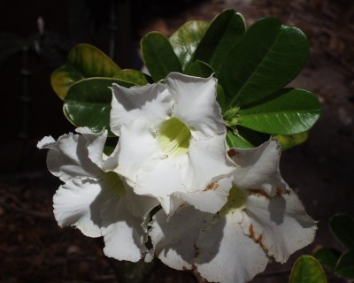 Hawaiian Plumeria.JPG