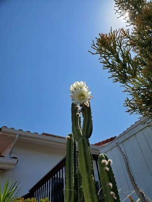 white cactus.jpg