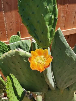 orange cactus.jpg