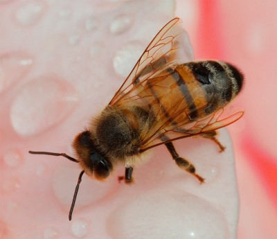 Bee 6.jpg