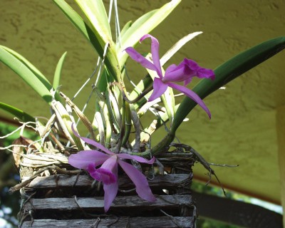 Two New Orchids.JPG