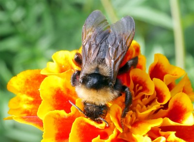 Big Bumblebee for pub Kopie.jpg