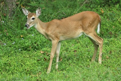 Young_Whitetail_deer.JPG