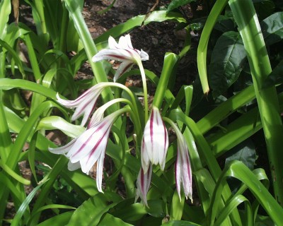 Crinum lilies.jpg