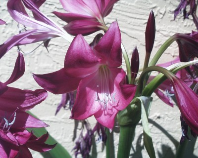 New Purple Heart Lily.jpg