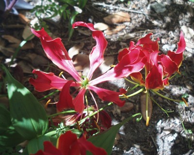 New Gloriosa Lily.jpg
