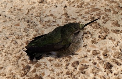 hummingbird 09-2021.jpg