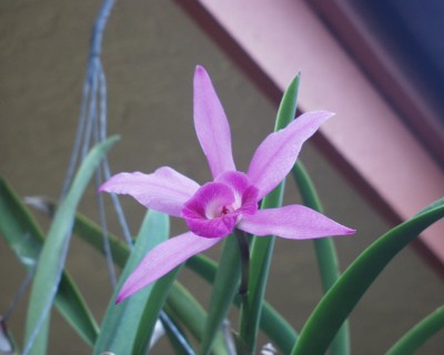 Last Orchid.JPG