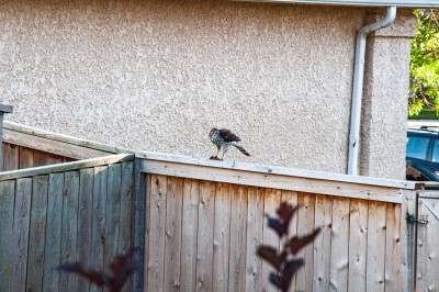 Falcon with mouse on fence.jpg