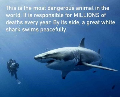 most dangerous animal.jpg