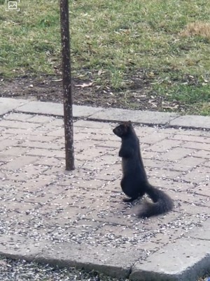 Black Squirrel  8.jpg
