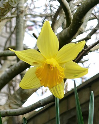 Daffodil_P1010252.jpg