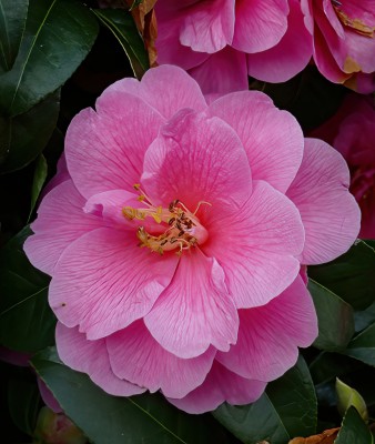 pink-Camellia_P1010251.jpg