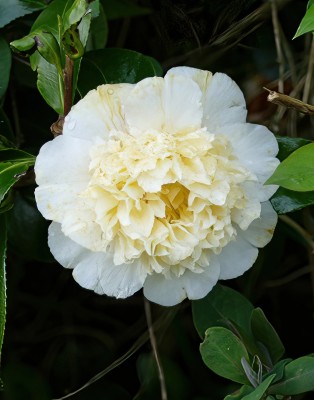 white-Camellia_P1010250.jpg