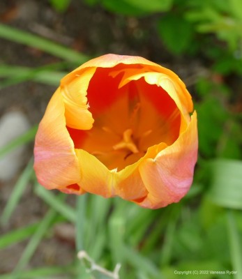 Tulip_home-P1010259.jpg