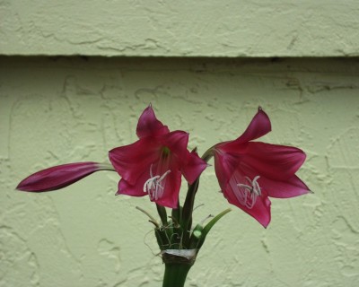Purple Heart Lily.JPG