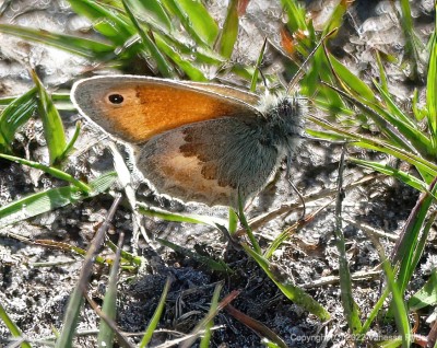 Small-Heath-butterfly_P1010284.jpg