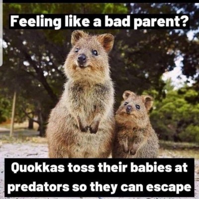 Quokka-bad-parents.jpg