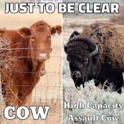 assault cow.jpg