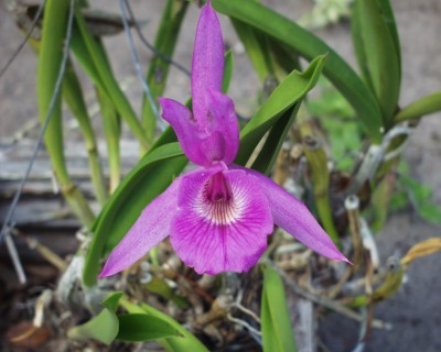Purple Cattleya Orchid 2022.JPG