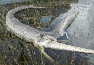 Alligator vs Python1.jpg