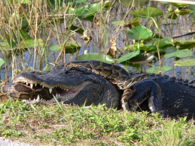 Alligator vs Python2.jpg