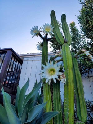 cactus bloom 20220925.jpg