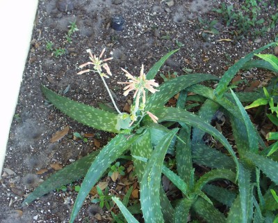 Aloe Vera Plant Blossoms.JPG