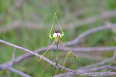 Spider orchid 1.jpg