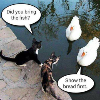 cats vs geese.png