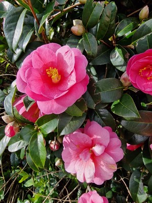 Camellia-28Feb23.jpg