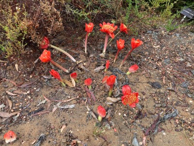 Blood lillies