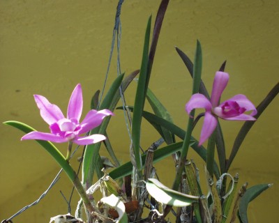 Purple Cattleya Orchid 2023.JPG