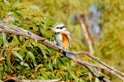 Red-backed kingfisher: a bit far away, so heavily zoomed