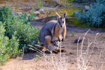 Young Mum rock wallaby in Brachina Gorge