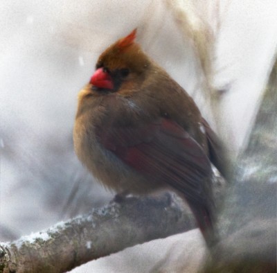 Cardinal In the Snow.jpg