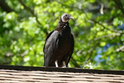 Turkey_vulture_on_our_roof_smaller.jpg