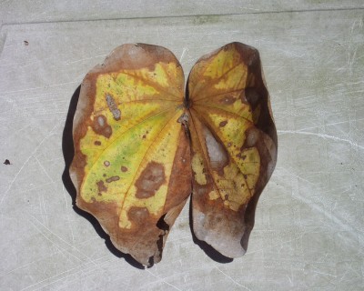 HK Orchid leaf.JPG